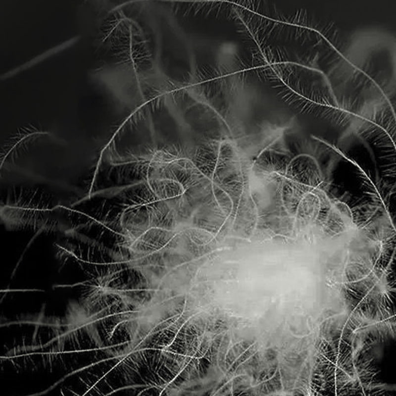 50%-os szürke kacsatoll